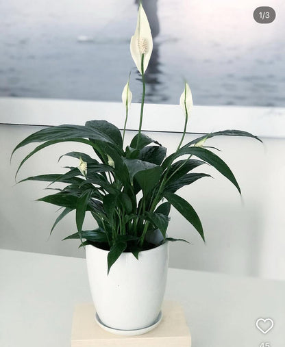 Peace lily