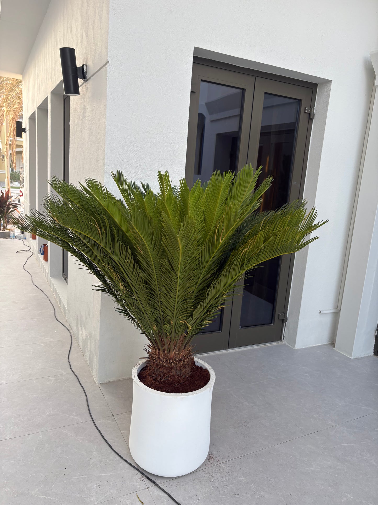 Sago Palm Extra Large in Fiber Premium