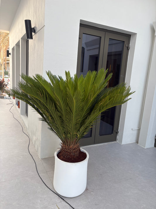 Sago Palm Extra Large in Fiber Premium