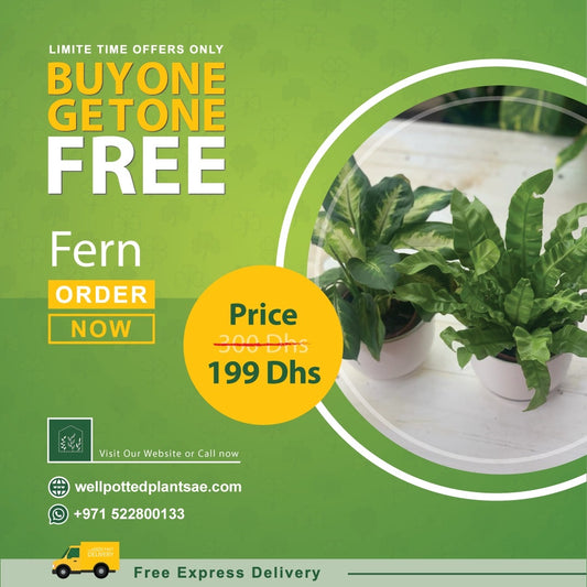 Fern in Plastic PROMO