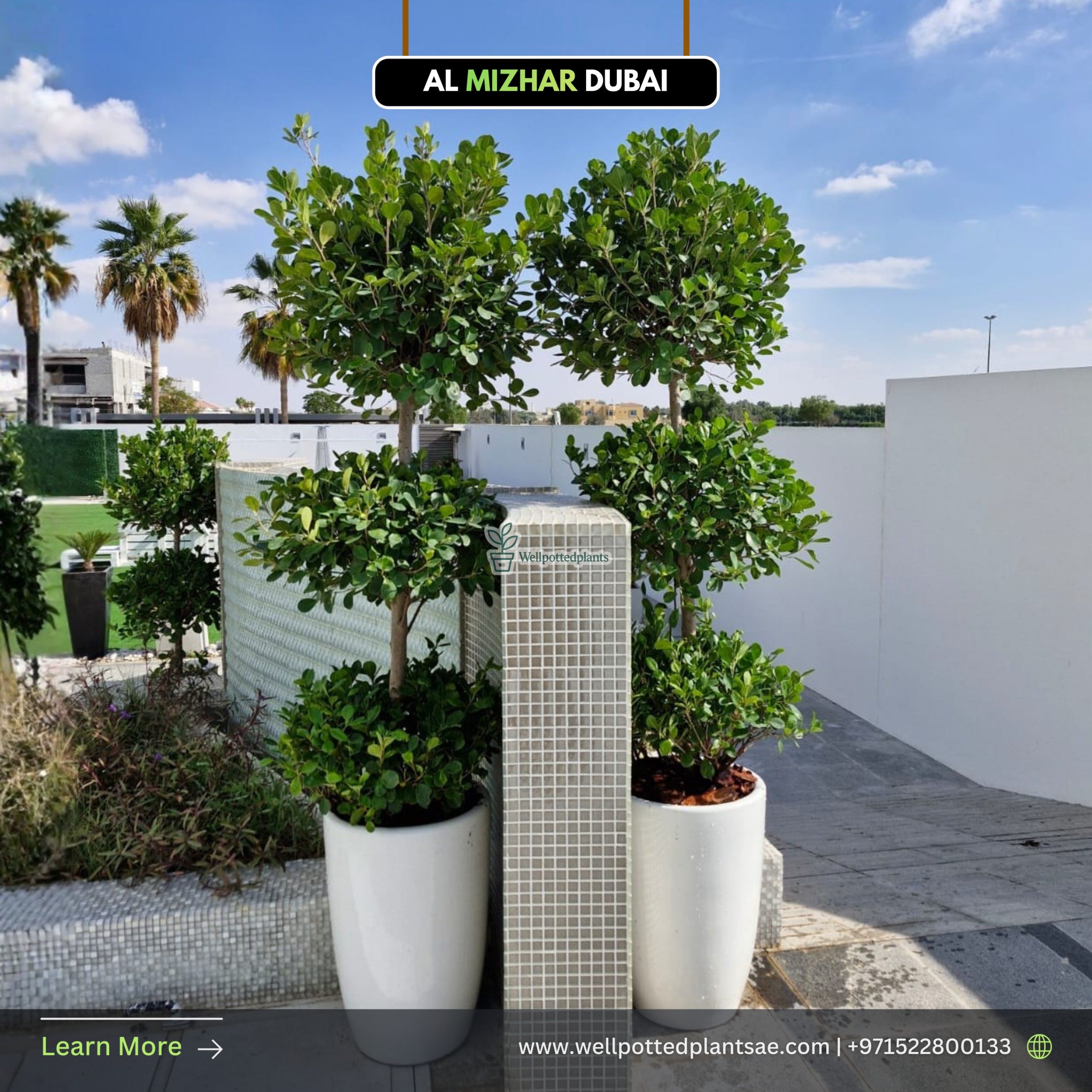 Triple Head Ficus in Ceramic