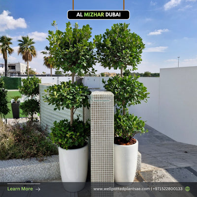 Ficus Triple Head Buy 1 Get 1 Free in Ceramic
