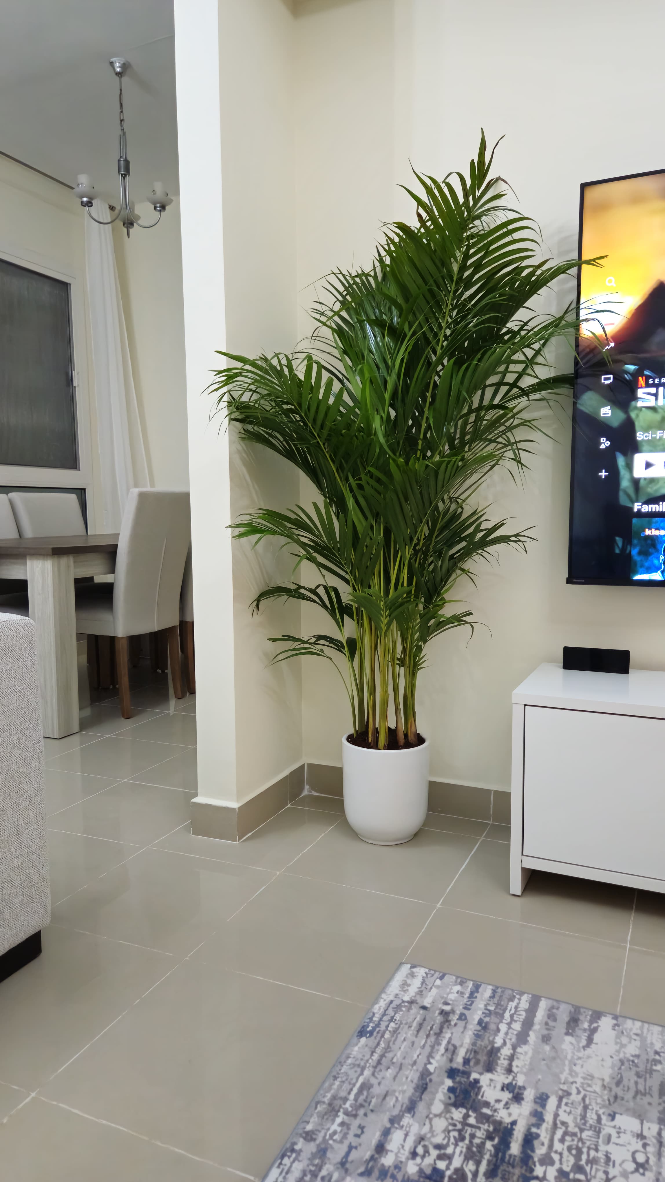 199DH Areca Palm Tree Bushy in Ceramic Pot PROMO Plants UAE