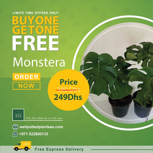 Monstera PROMO