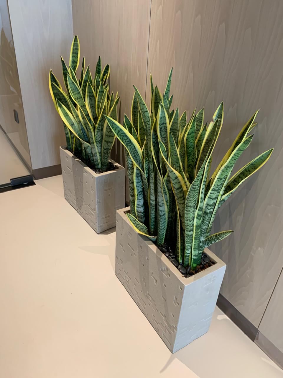 Snake Plant in Fiber Long Pot UAE