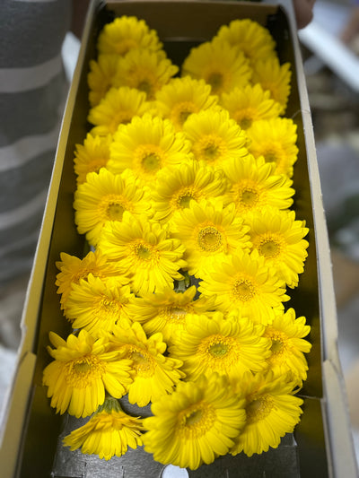 Fresh Flower Daisy 12pcs Best Seller