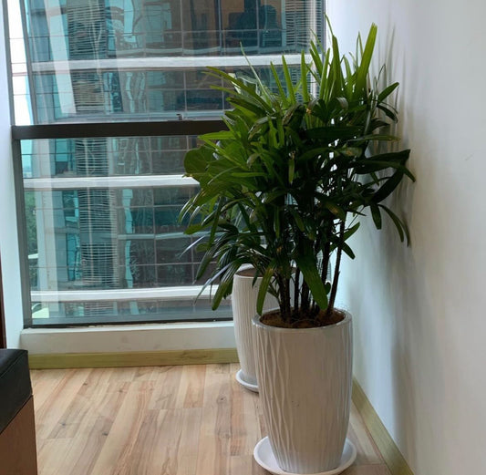 Office plant Lady Palm PROMO