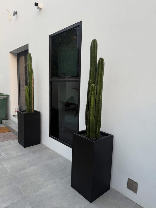 Cactus in Long Fiber Pot Premium