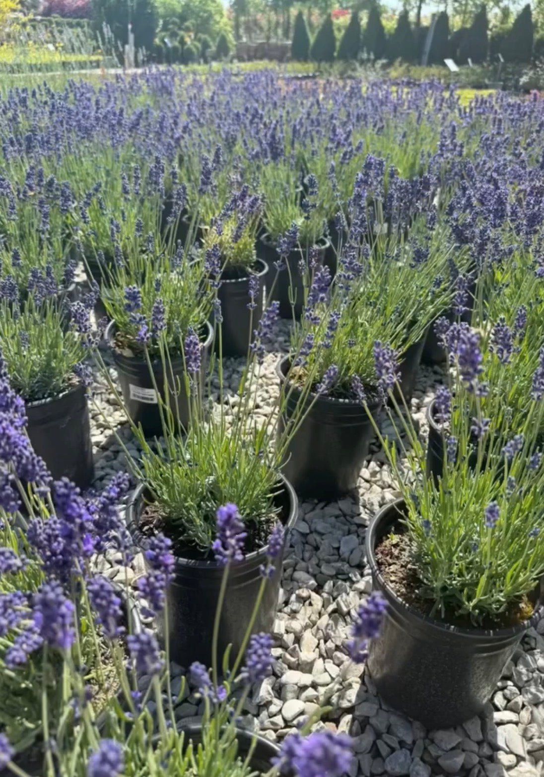Lavender with Good Smell 30-40cm