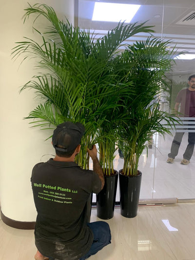 Areca Palm  Bundle (7 Pc) Indoor Office Plants Dubai