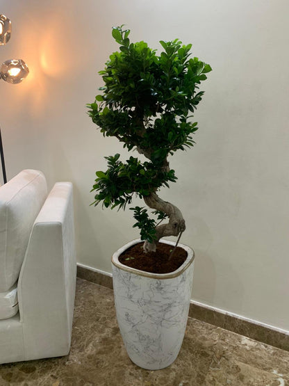 Bonsai Premium Large in Classy Pot