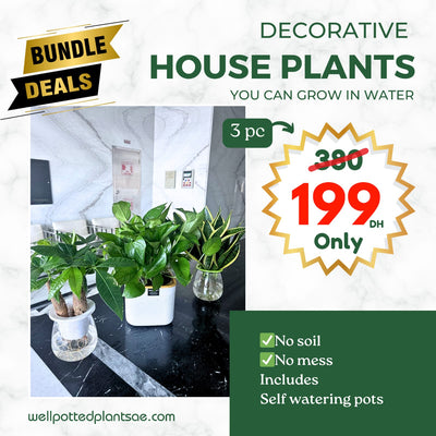 Water Plants Bundle 3 pc Mega Sale
