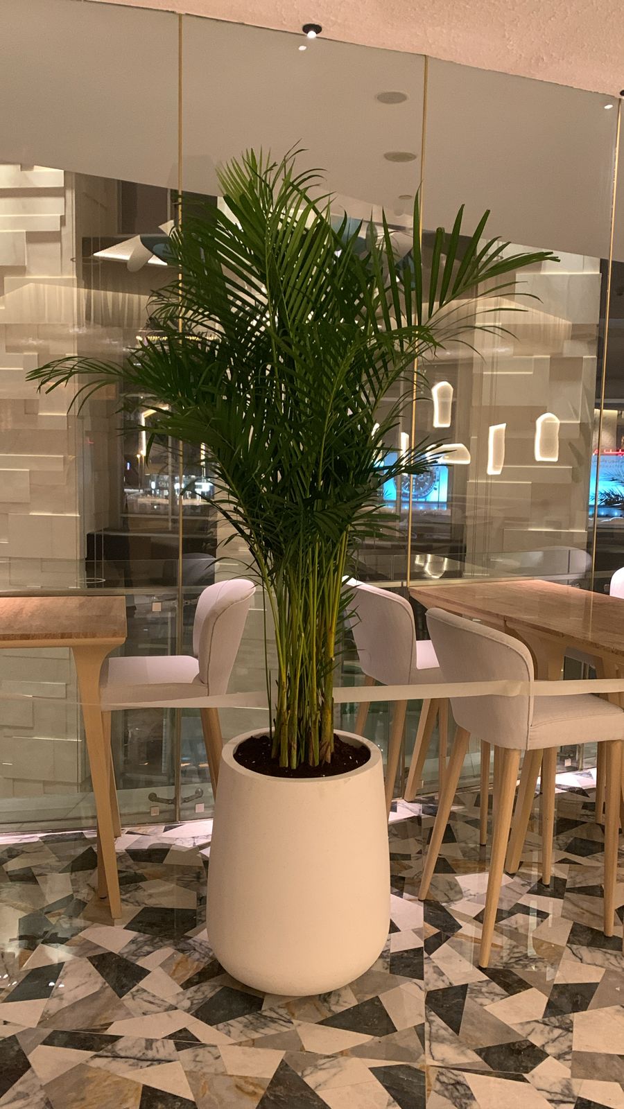 Office Plant Big Areca Palm in Fiber Pot 2.5M to 3m