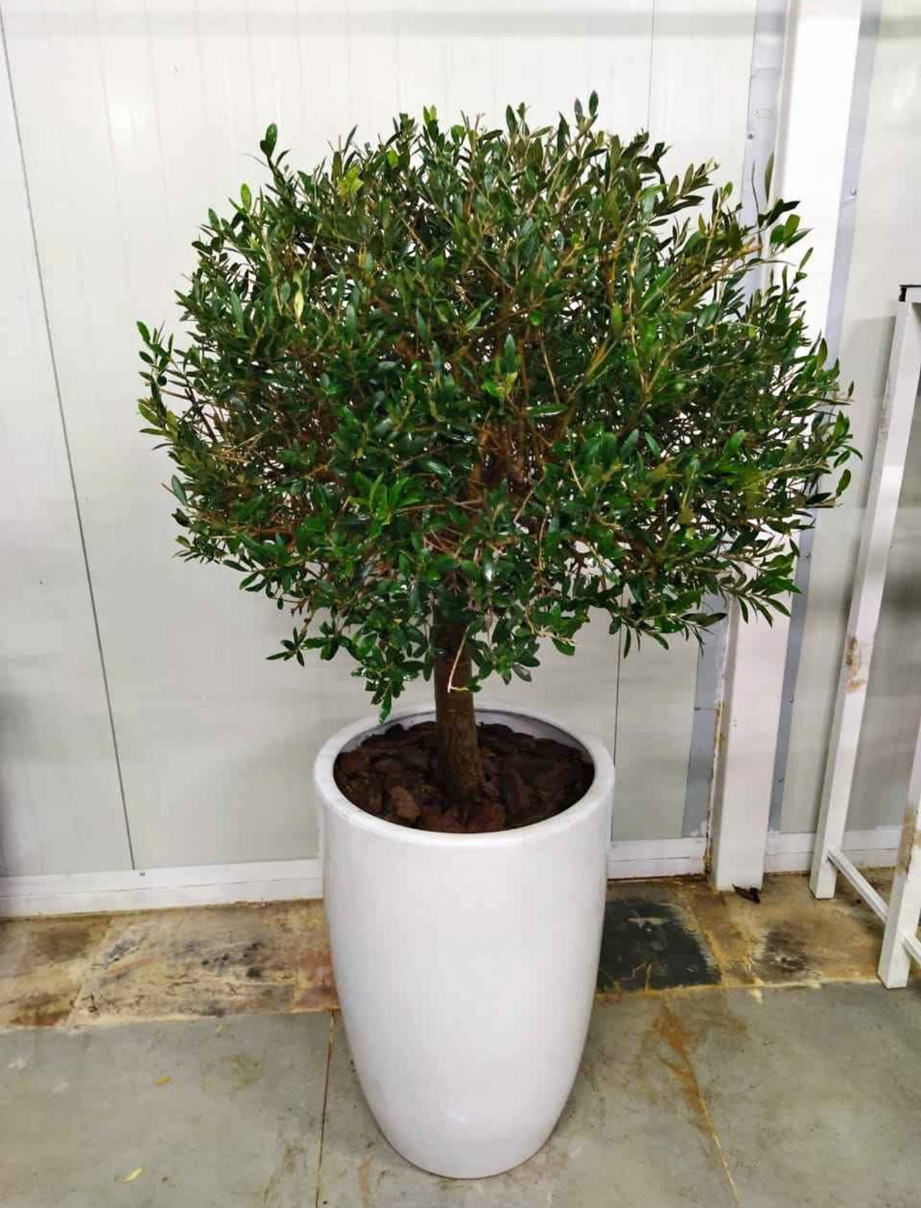 Round Olive Tree
