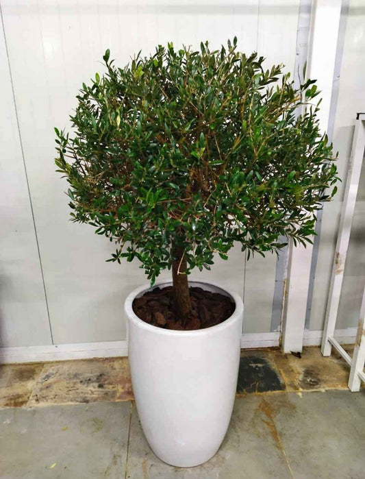 Round Olive Tree