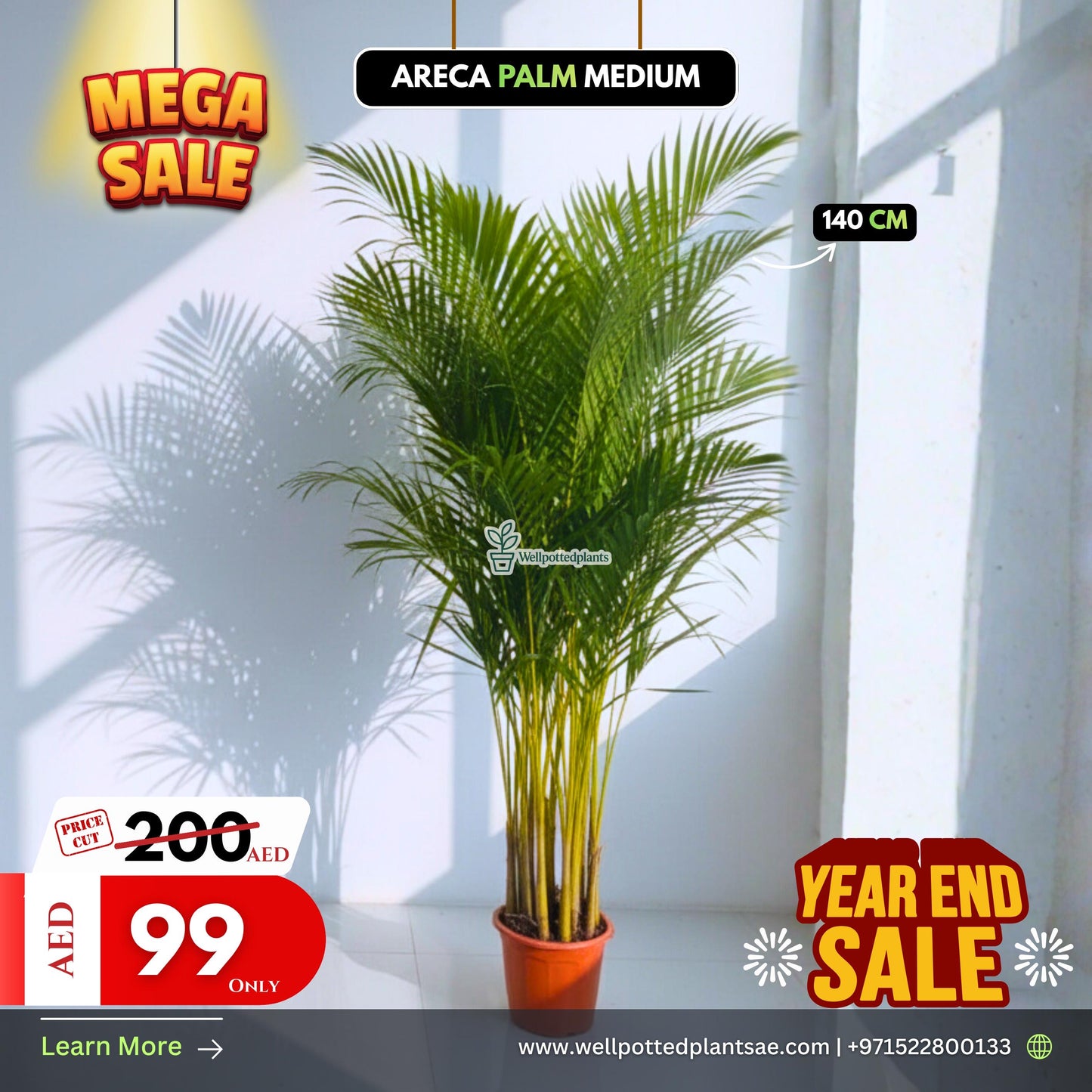 Mega Sale Areca Palm 140cm