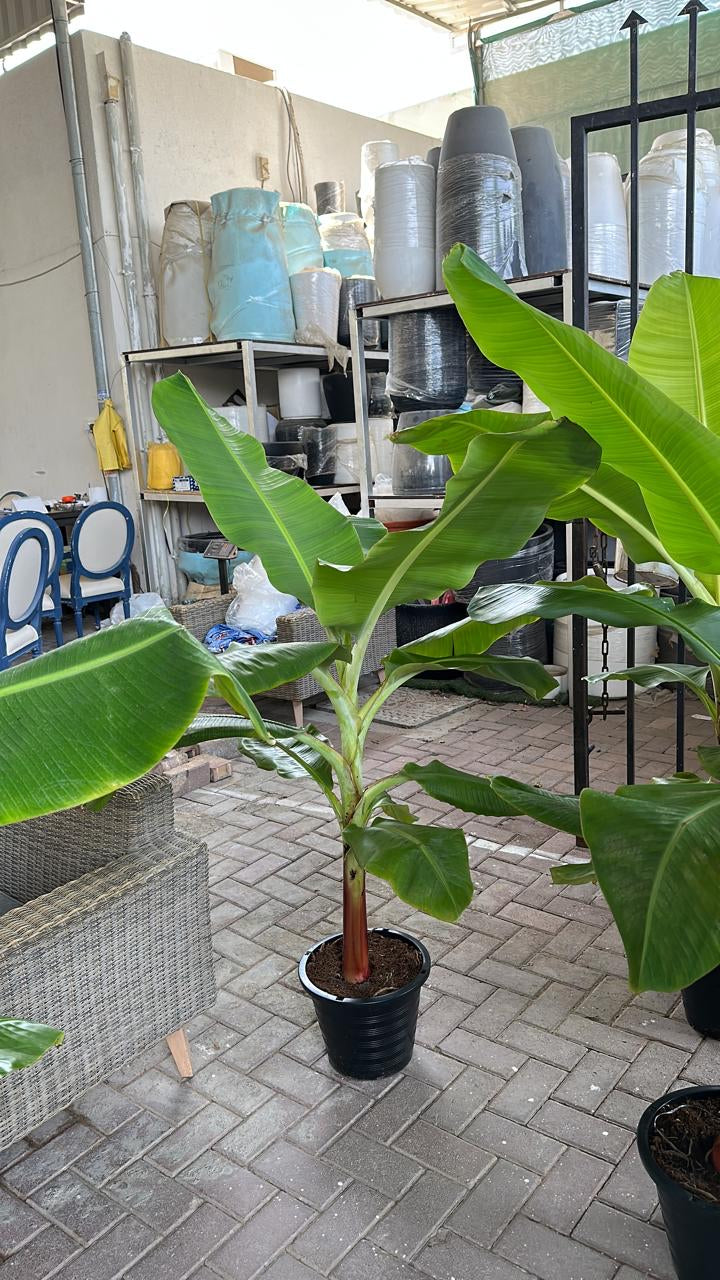 Banana Tree in Plastic Pot PROMO