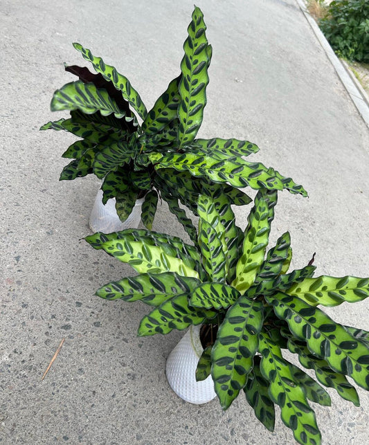 Calathea Zebrina Each