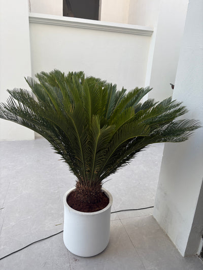Sago Palm Extra Large in Fiber Premium Plants UAE
