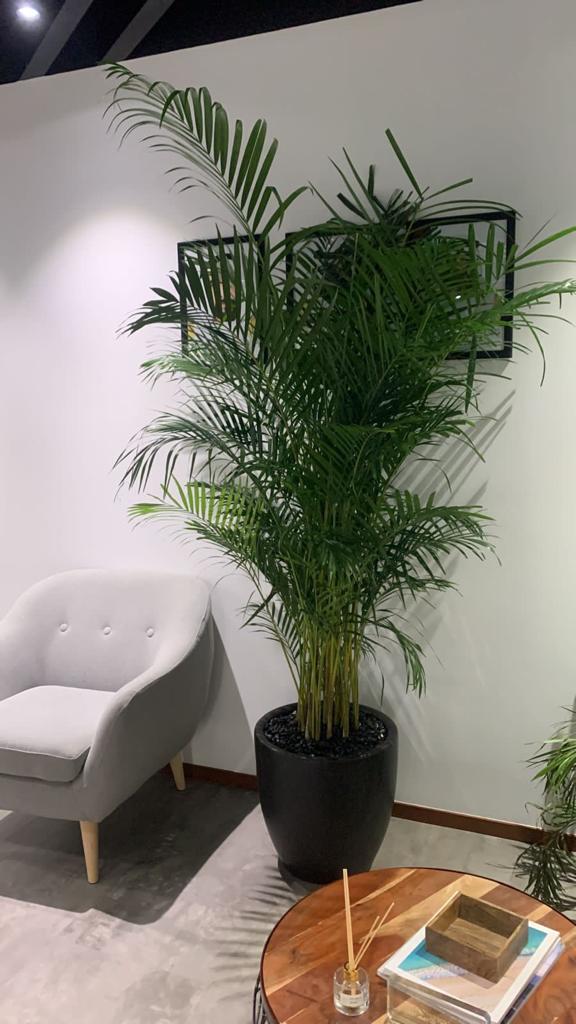 Office Plants Big Areca + Big Travellers Palm Bundle