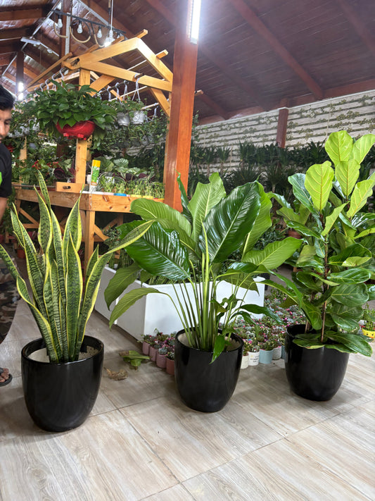 Air Purifying Bundle 2 Plants + 1