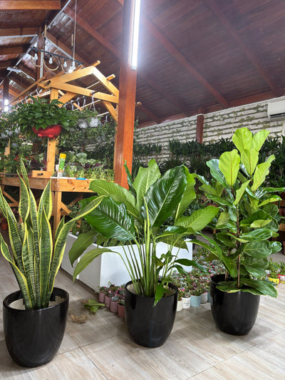 Air Purifying Bundle 2 Plants UAE