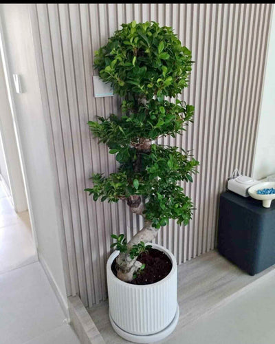 Large Bonsai Premium Quality Holland