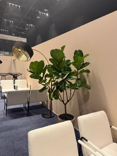Ficus Tree Premium Large Plants Dubai