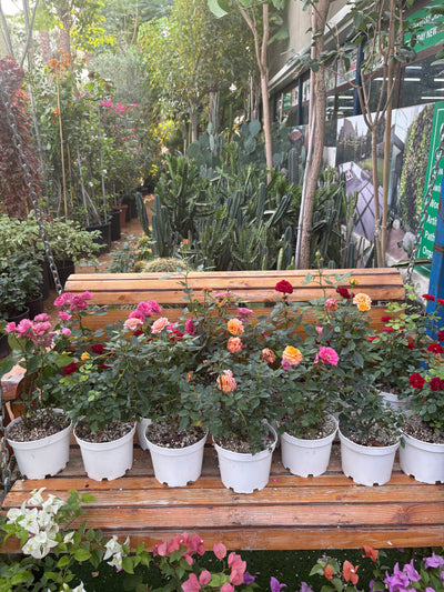Roses 3pots Bundle Indoor plants UAE