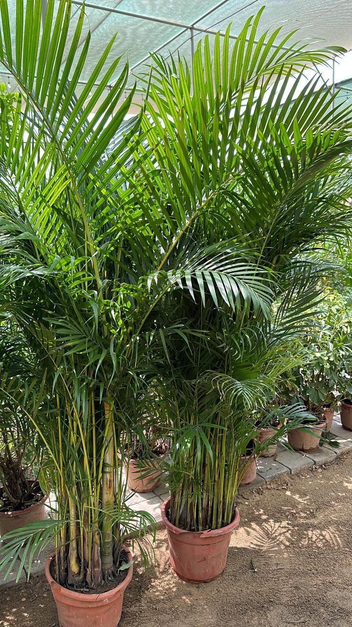 Areca XL 2.5m WOW