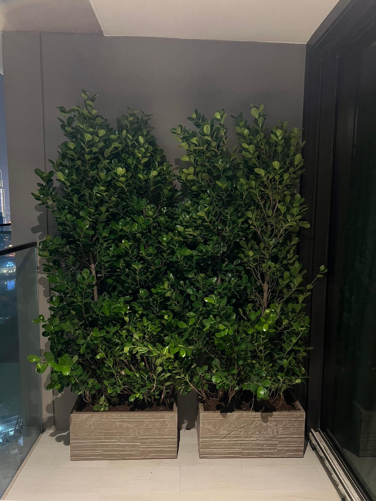 Outdoor Plant Privacy in UAE
