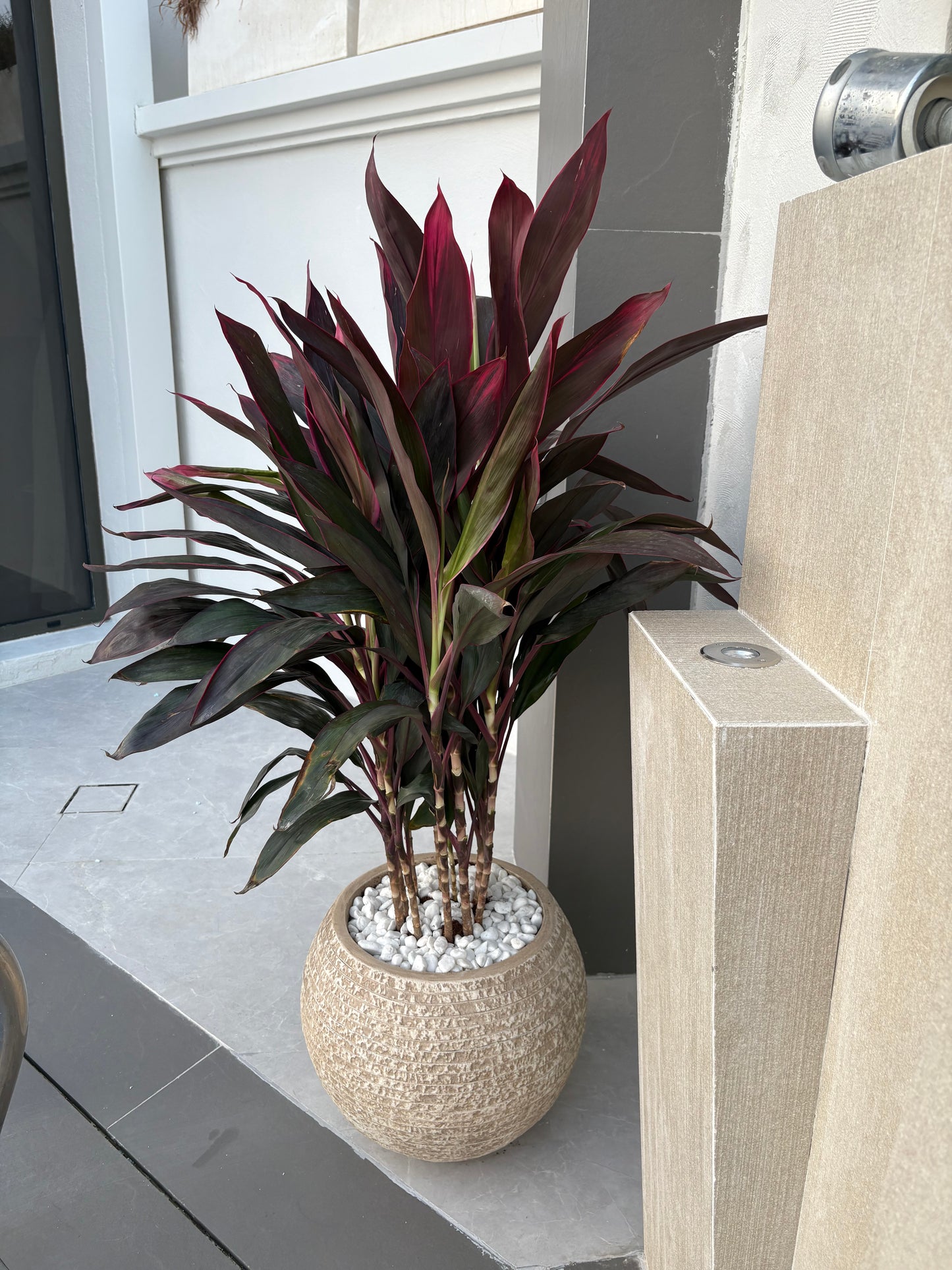 Rumba Premium in Fiber