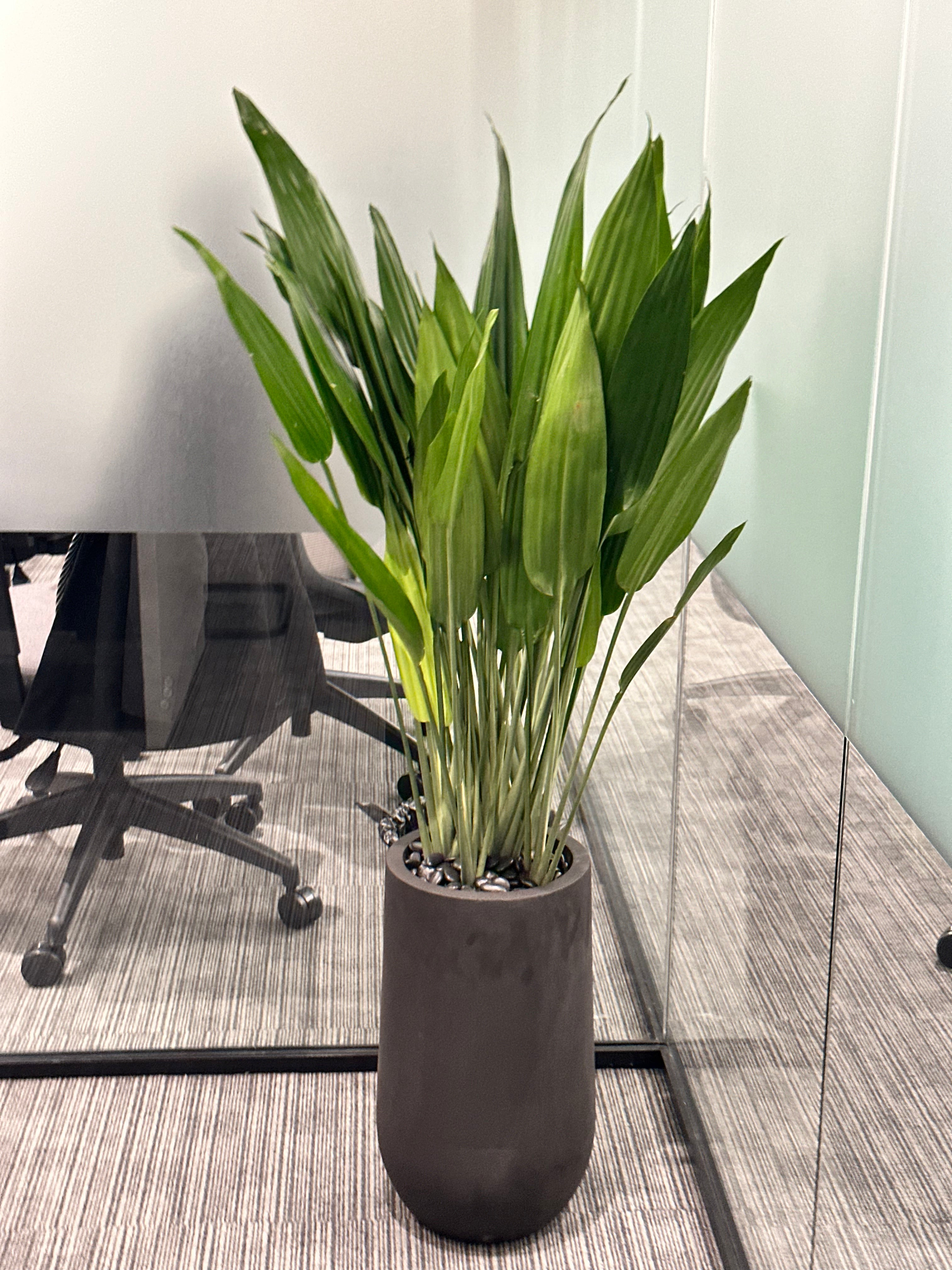 Office Plants Premium Bundle in Fiber Pot New 10pc