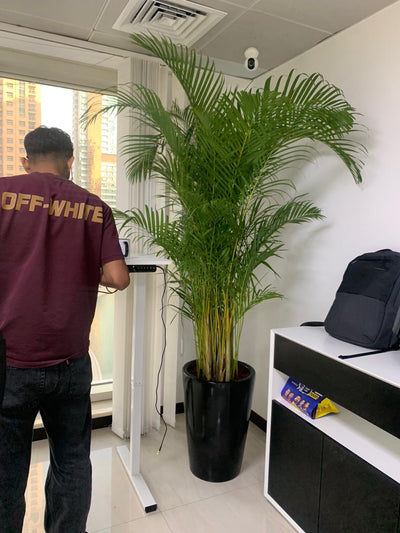 Areca Palm Big (8-10feet) Office Plant