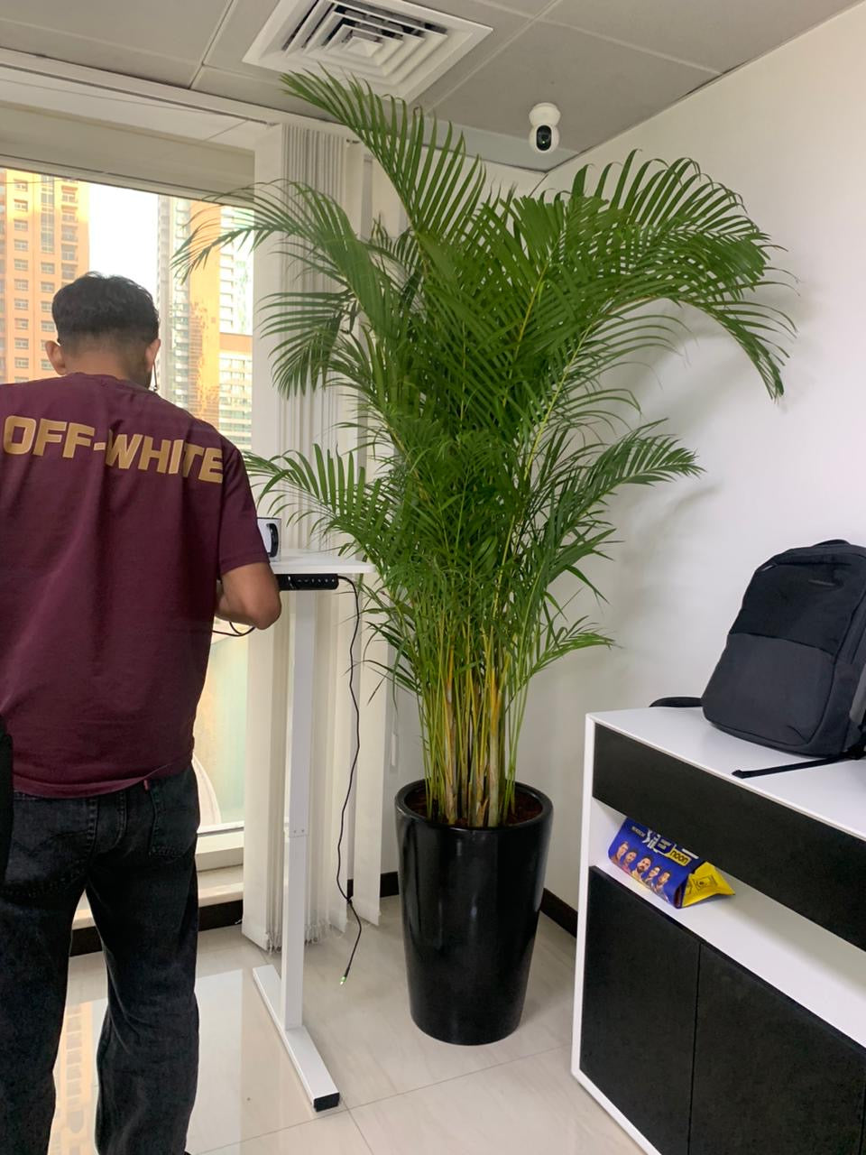 Areca Palm Big (8-10feet) Office Plant