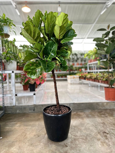 Fiddle leaf PROMO|140cm