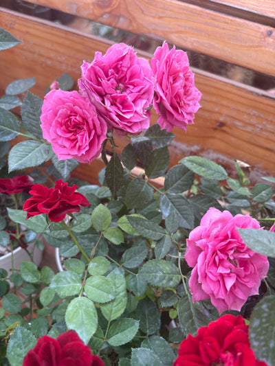 Roses 3pots Bundle Indoor plants UAE