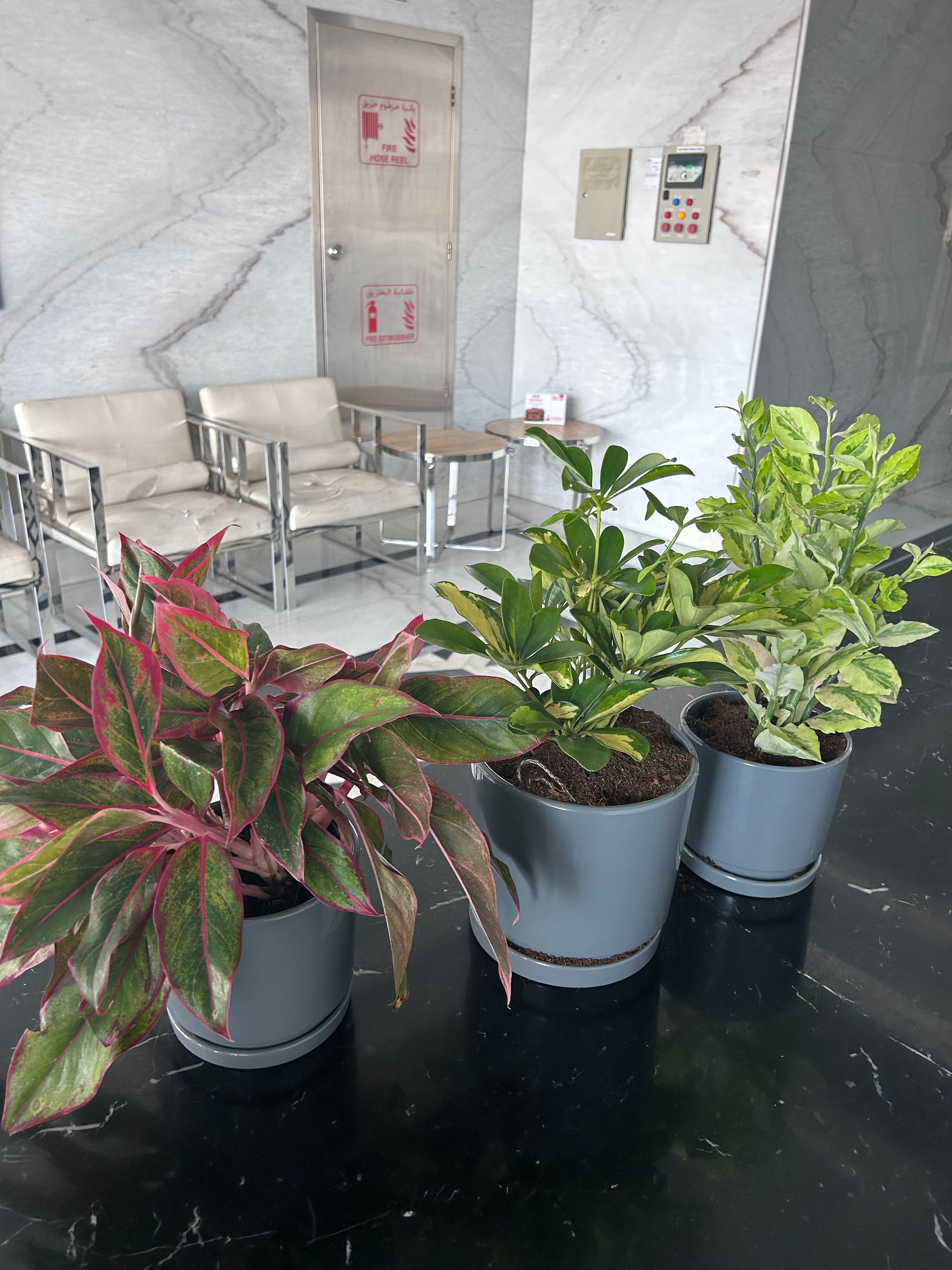 Indoor Plants Mega Bundle 3pc