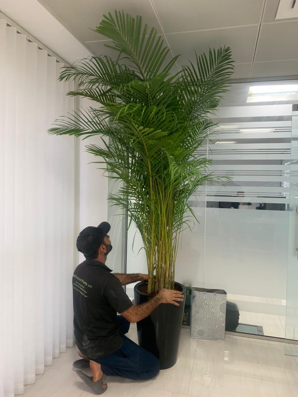 Areca Palm Big (8-10feet) Office Plant