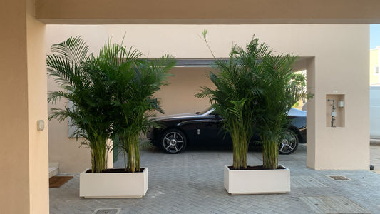 Outdoor Giant Areca Palm in Fiber Pot