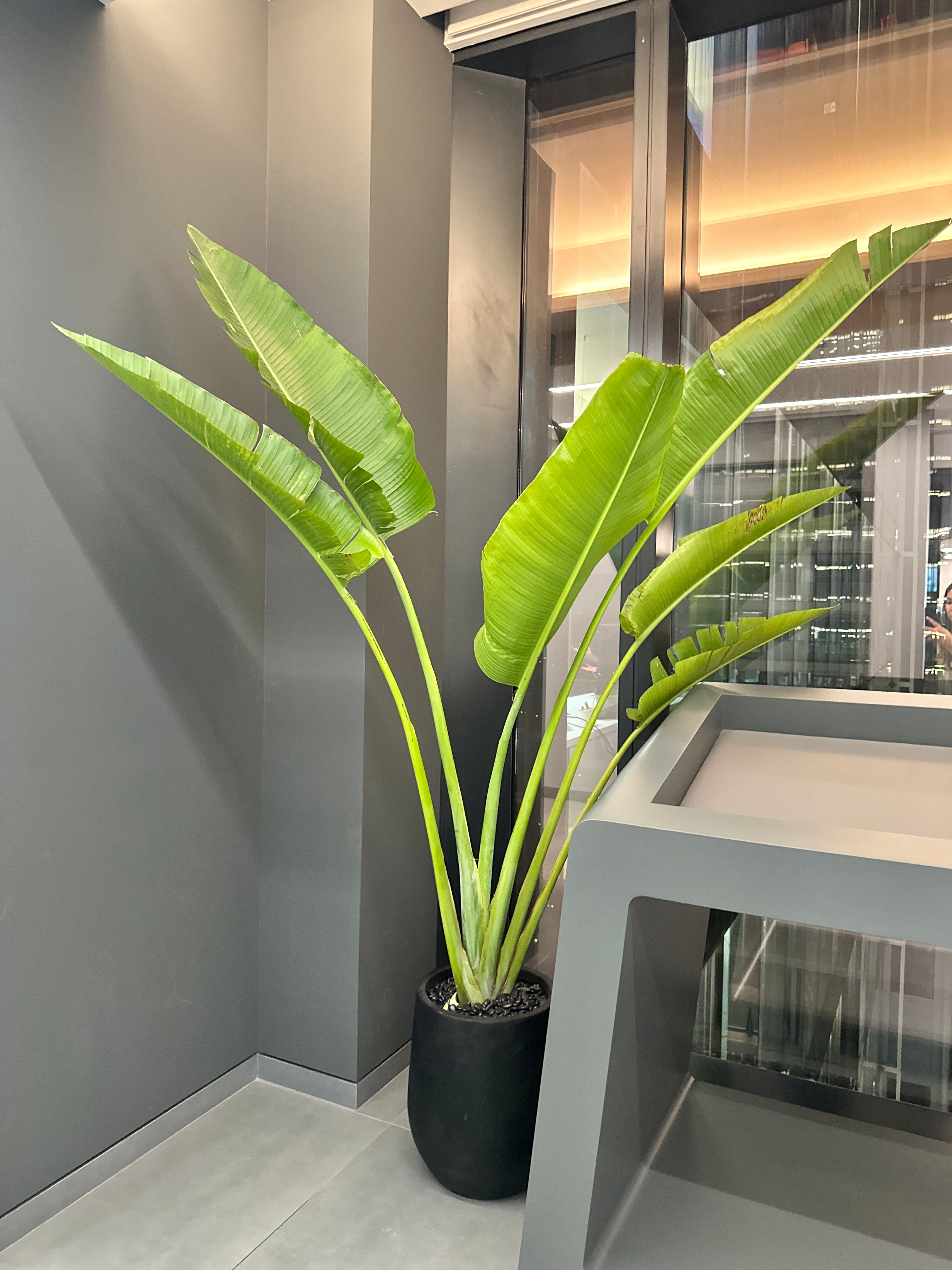 Office Plants Premium Bundle in Fiber Pot New 10pc