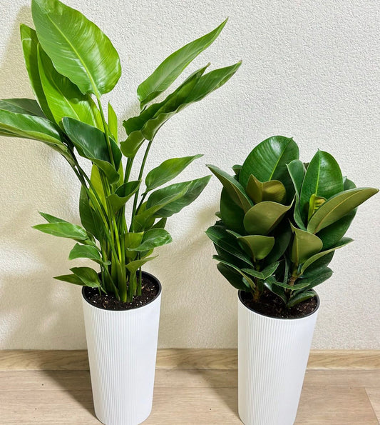 Birds of Paradise|Rubber Plant|Premium Potted Plants Bundle 2pc