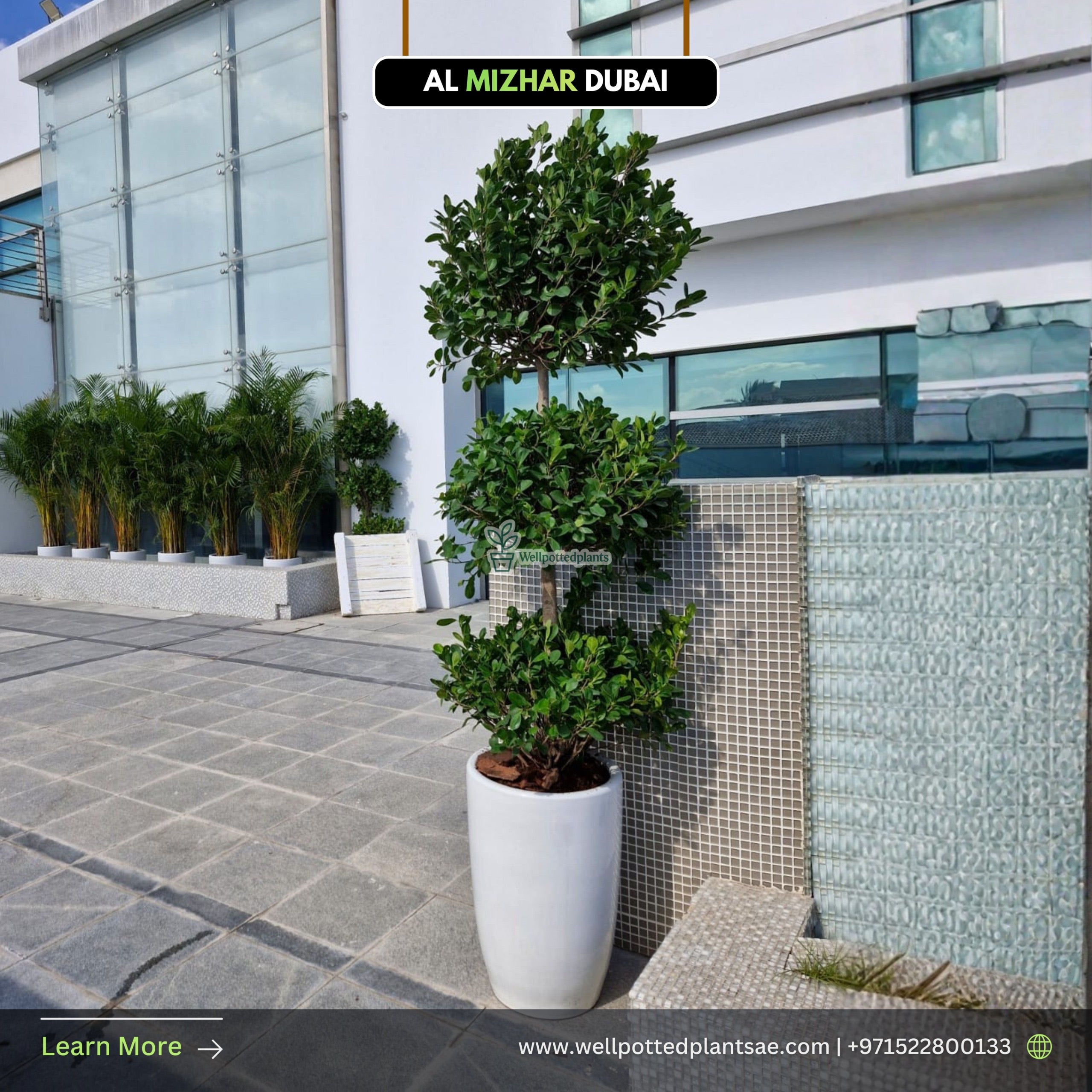 Triple Head Ficus in Ceramic