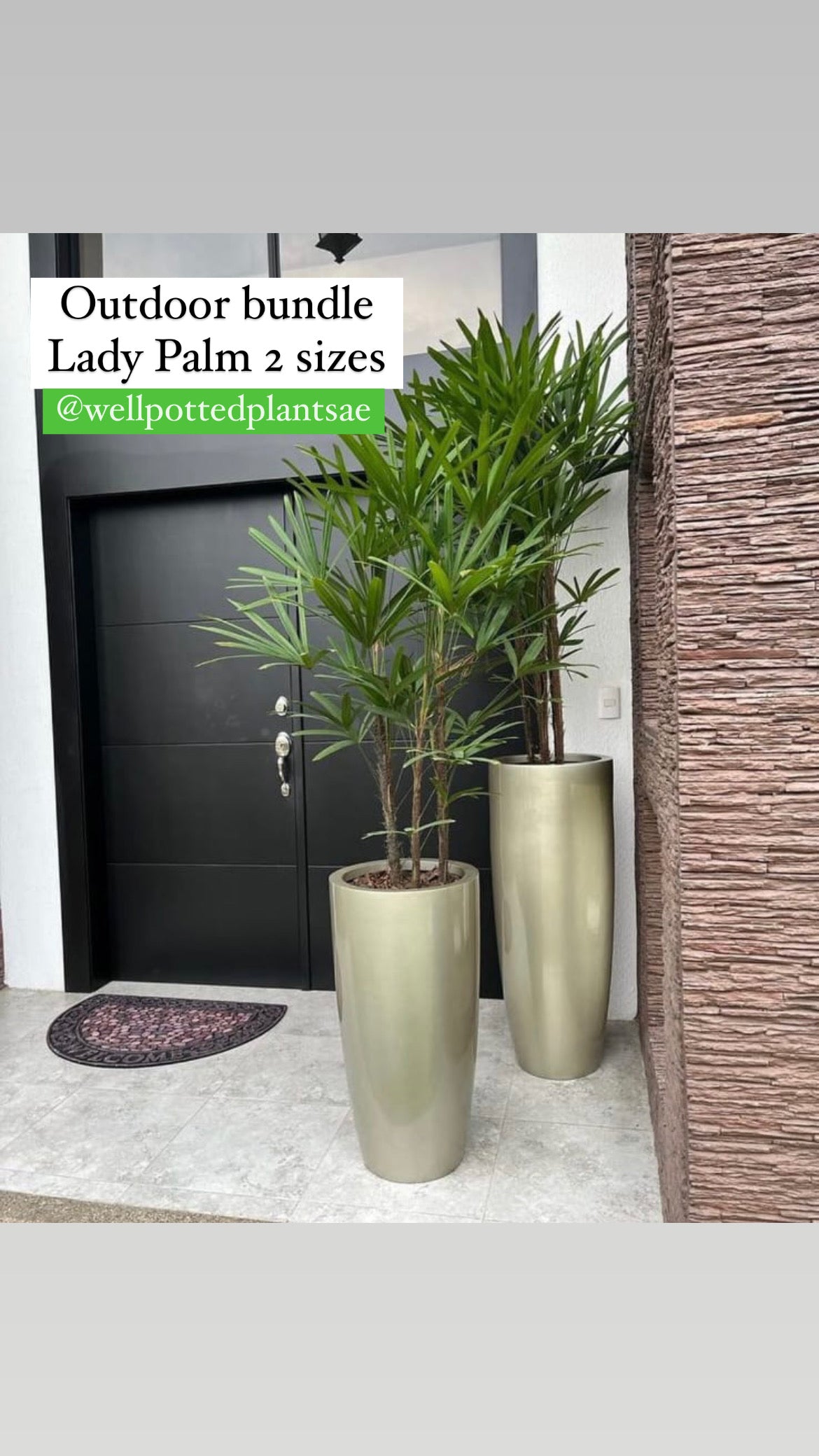 Outdoor Bundle (Lady Palm) in Fiber Pot