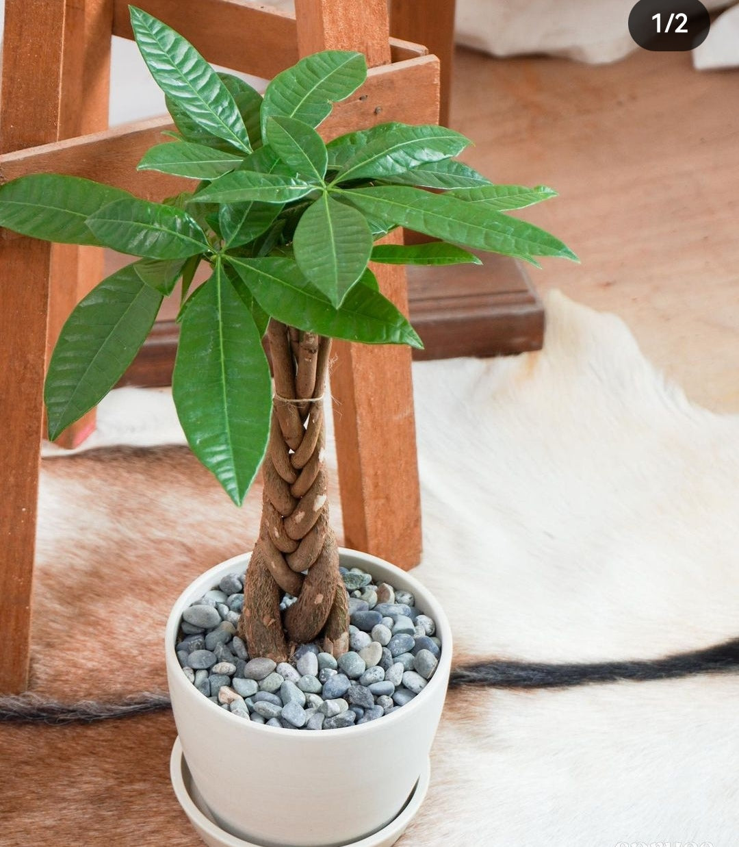 Pachira Table Plant PROMO