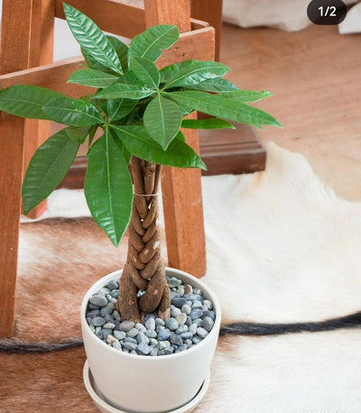 Pachira Table Plant PROMO