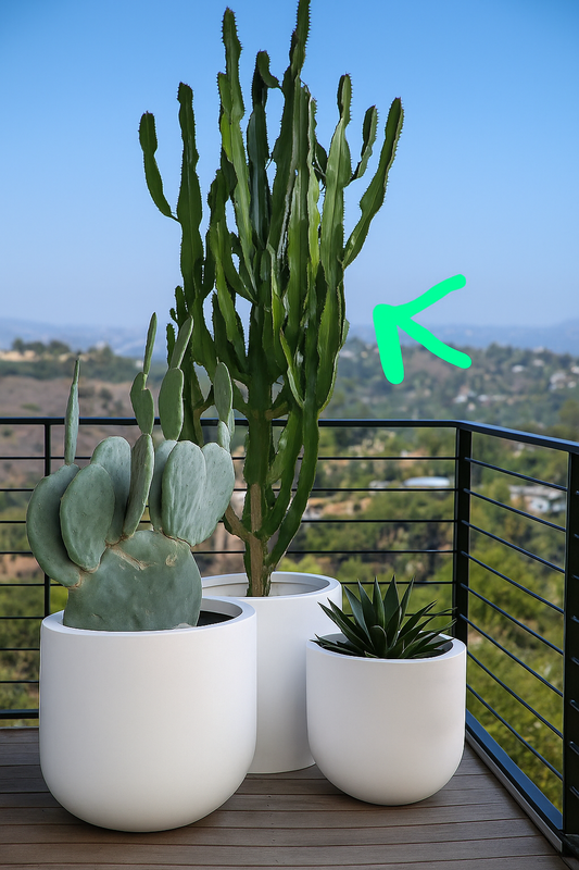 Cactus Premium Bundle 3pc in Fiber Classy White Pot Lifetime Warranty