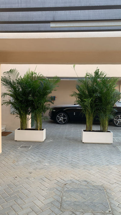 Areca Palm in Fiber Pot Height 2.5m to 3m XL