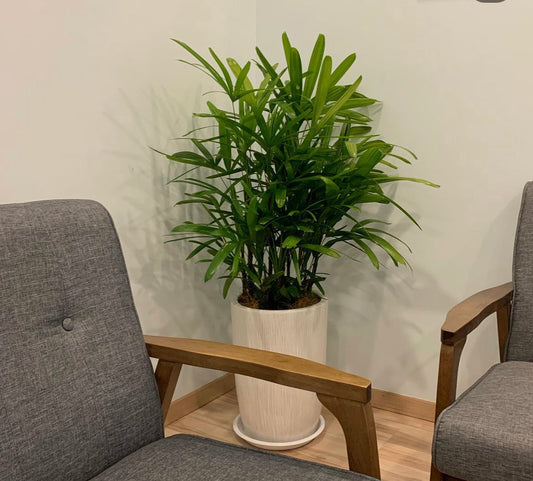 Office Plant Rephalis PROMO