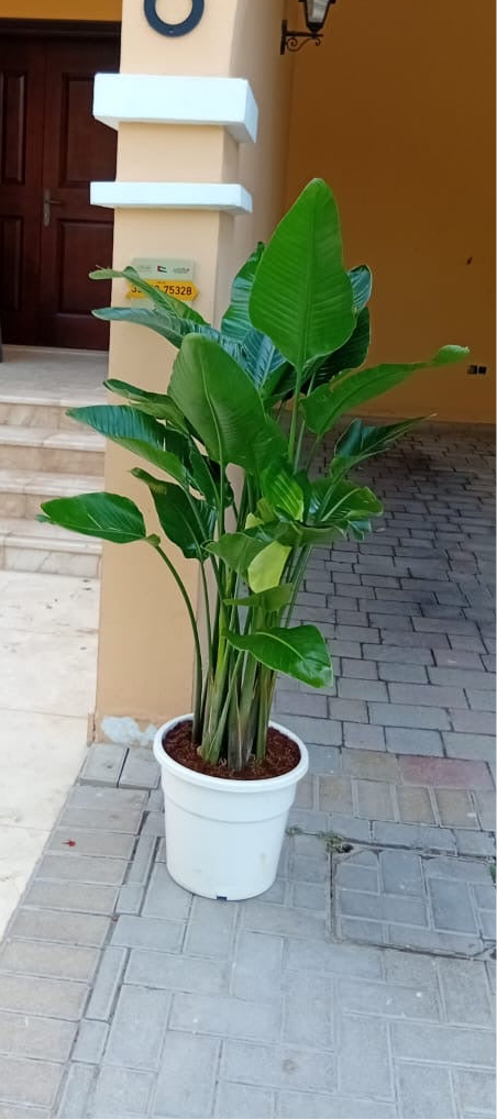 299DH Birds of Paradise in Nursery Pot Promo